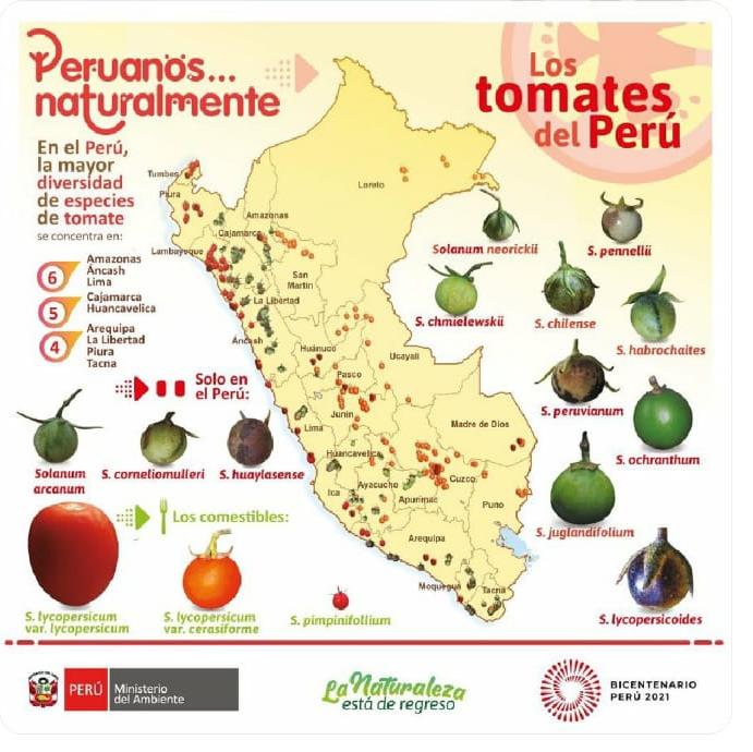 La biodiversidad del tomate en el
Perú